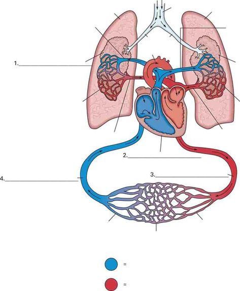 Pictures Of The Circulatory System Diagram Urgo Medical The Venous System Within The Cardiovascular System. Pictures Of The Circulatory System Diagram Major Organs In The Circulatory System Diagram Class Anatomy. Pictures Of The Circulatory System Diagram Human Circulatory System Vector Diagram Of Heart, Lungs Diagram, Circulatory System Diagram, Biology Activities High School, Igcse Biology, Human Circulatory System, Heart Arteries, Medical Assistant Student, The Circulatory System