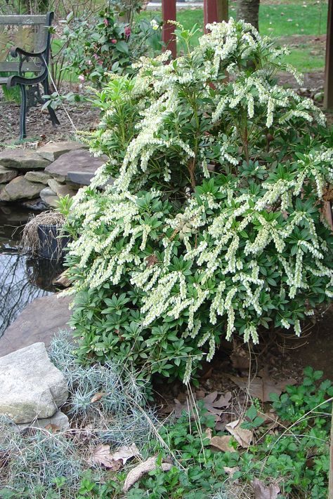 Japanese Pieris in Conlon Garden Japanese Pieris, Pieris Japonica, House Gardening, Spring Foliage, Leyland Cypress, Southern Living Plants, Garden Problems, Seeding Lawn, Hardiness Zones