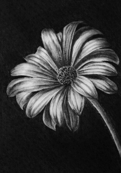 Pencil drawing of flowers Daisy Flower Art, Daisy Drawing, Charcoal Artwork, Charcoal Paint, Pencil Drawings For Beginners, Drawing Help, Black Paper Drawing, Charcoal Sketch, Pencil Shading