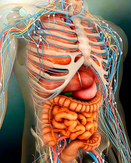 Perspective view of human body, whole organs and bones. • Millions of unique designs by independent artists. Find your thing. Human Body Diagram, Inside Human Body, Human Body Organs, Body Diagram, Perspective View, Human Organ, Human Body Anatomy, Human Body Parts, Muscle Anatomy