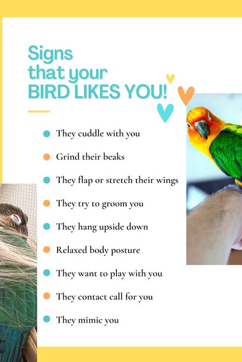 💛 Conure Toys, Cockatiel Care, Homemade Bird Toys, Parakeet Care, Farm Facts, Conure Bird, Cockatiel Cage, Parrot Training, Pet Bird Cage