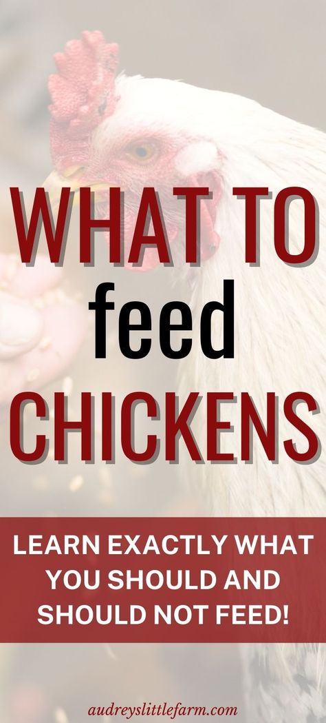 Best Diet For Chickens, What To Feed Laying Hens, Feeding Marigolds To Chickens, Chicken Feed For Laying Hens, Best Laying Hens, What To Feed Chickens, Feed Chickens, The Best Eggs, Best Eggs