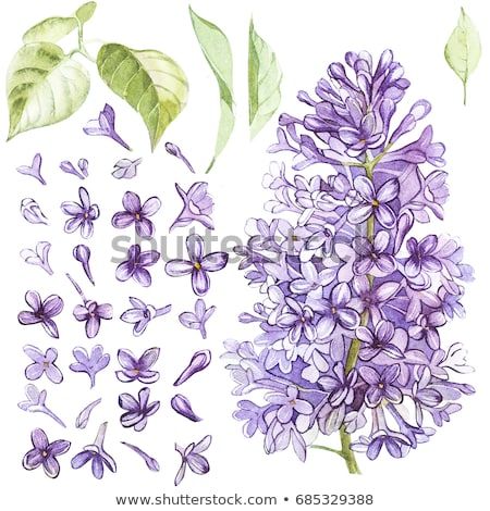 Lilac Tattoo, Lilac Painting, Illustration Botanique, Watercolor Painting Techniques, Lilac Flowers, Watercolor Inspiration, Botanical Illustration, Botanical Art, 그림 그리기