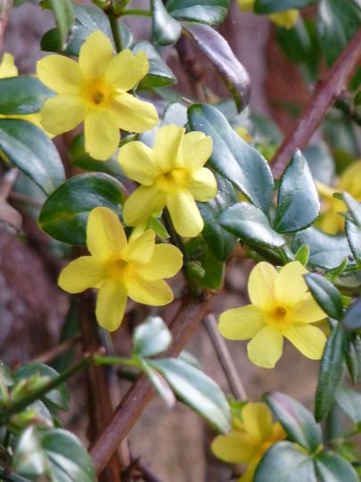 Gardening Photos, Winter Jasmine, Garden Picture, Flower Colour, Garden Pictures, Garden Photos, Art Graphique, Flower Drawing, Yellow Flowers