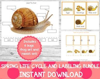 Bug Preschool, Pretend Play Printables, Insect Life Cycle, Spring Theme Preschool, Bugs Preschool, Nature Studies, Sequencing Cards, Easter Preschool, Preschool Projects