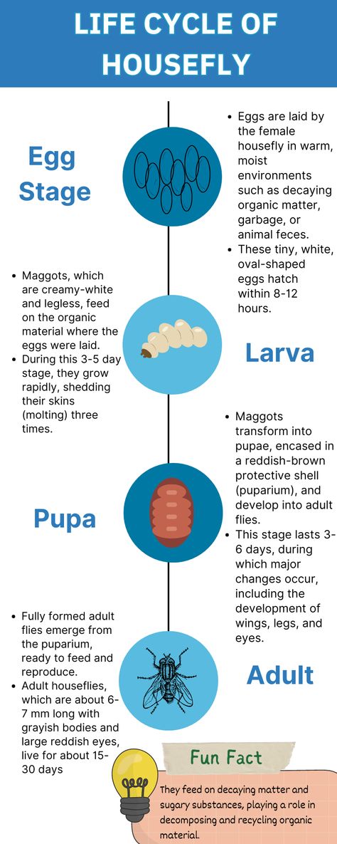 #Housefly #InsectLifeCycle #NatureFacts#insect#Metamorphosis #PestControl #ScienceForKids Life Cycle Of Housefly, Forensic Entomology, Insect Life Cycle, House Fly, Forensic, Organic Matter, Life Cycle, Science For Kids, Life Cycles