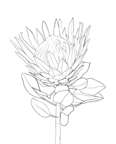 Fine Line Protea Tattoo, Protea Line Art, Protea Line Drawing, Protea Flower Drawing, Protea Flower Tattoo, Protea Embroidery, Protea Drawing, Protea Illustration, South African Flowers