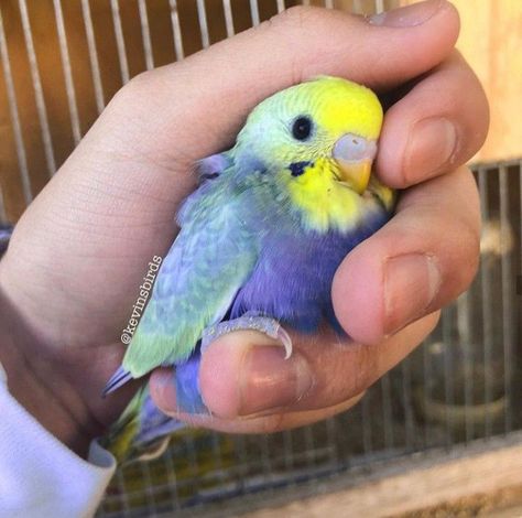 Rainbow Budgie, Cute Budgies, Pet Birds Parrots, Budgies Bird, Budgie Parakeet, Funny Parrots, Parakeets, Funny Birds, Skateboarder