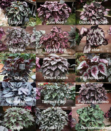 Plant Leaf Identification, Goth Garden, Ferns Garden, Front Garden Landscape, Low Light Plants, Plant Identification, Pretty Plants, Gorgeous Gardens, Shade Plants