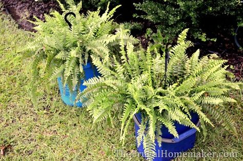 How Water Ferns, Hanging Ferns, Florida Flowers, Teal Vase, Porch Plants, Ferns Garden, Shells And Sand, Green Houses, House Landscaping