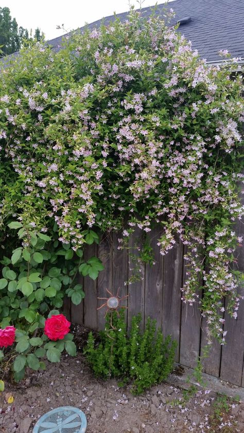 Pink jasmine  (jasminium stephanense) semi-evergreen, fragrant, flowers during late spring /early summer. My rose bush and spearmint plant below. Spearmint Plant, Jasmine Climber, Pink Jasmine, Shabby Chic Garden, Pink Showers, Star Jasmine, Late Spring, Rose Bush, Plant Combinations