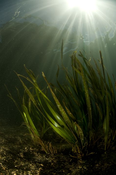 Murky water sunburst underwater photograph Murky Water Aesthetic, Swamp Underwater, Underwater Dark, Swamp Painting, Underwater Lake, Underwater Drawing, Murky Water, Underwater Plants, Underwater Images