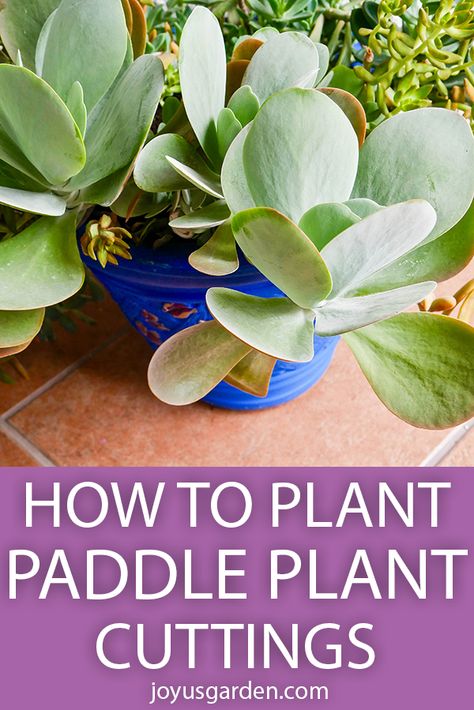 Flap Jack Succulent, Succulent Tips, Kalanchoe Luciae, Paddle Plant, Big Indoor Plants, Succulent Cuttings, Succulent Garden Diy, Propagating Succulents, Succulent Gardening