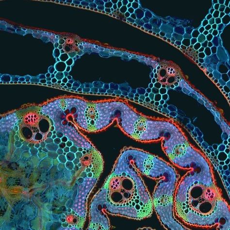 CSIRO on Instagram: "What's under the microscope? 🔬 See if you can guess from these crafty clues: ⭐ It has over 120,000 different varieties. ⭐ It's grown on every continent except Antarctica. ⭐ It has historically been used in building material, including in a very famous structure. Let us know your guess! 👇 #UnderTheMicroscope #SXSW #TastyCloseUp #CSIRO #WeLoveScience [Image description: Close up picture of a colourful structure with many different shapes under a microscope.]" Micro Organisms Art, Micro Organisms Microscopic Images, Crystals Under Microscope, Bacteria Under Microscope, Microbiology Aesthetic, Cells Under Microscope, Microscope Photography, Mould Art, Microscope Art