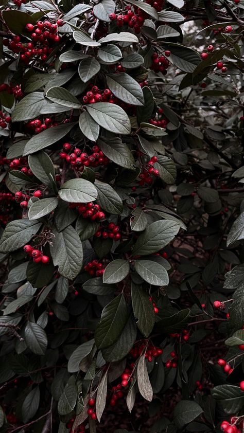 Winter Floral Aesthetic, Berries Aesthetic Wallpaper, Burgundy Christmas Aesthetic, Red Holiday Aesthetic, Berry Wallpaper Aesthetic, Blackbird Aesthetic, Cranberry Aesthetic, Cranberry Wallpaper, Berries Aesthetic