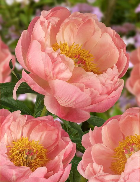 Easy To Grow Flowers, Peony Care, Coral Charm Peony, Planting Peonies, Paeonia Lactiflora, Coral Peonies, Peonies Bouquet, Herbaceous Perennials, Growing Flowers