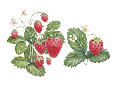 Strawberry Bush, Strawberry Drawing, Illustration Botanique Vintage, Strawberry Watercolor, Strawberry Art, Strawberry Leaves, Fruit Wall Art, Posca Art, Illustration Botanique