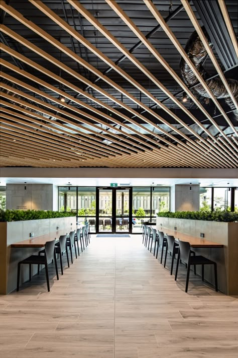 Exposed Ceiling Design, Wood Slat Ceiling, Canteen Design, Food Court Design, Baffle Ceiling, Ceiling Classic, Forest Kitchen, Cafeteria Design, Office Ceiling