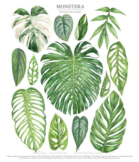 Leaf Identification, Kaktus Dan Sukulen, Philodendron Plant, Plant Wishlist, Plant Identification, Monstera Plant, House Plants Decor, Botanical Watercolor, Plant Illustration