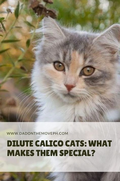 Dilute Calico Cats: What Makes Them Special? - Dad On The Move: a Family Travel and Parenting Blog Calico Cat Personality, Calico Cat Facts, Dilute Calico, Most Popular Cat Breeds, Popular Cat Breeds, American Wirehair, Calico Cats, Calico Kitten, Exotic Shorthair