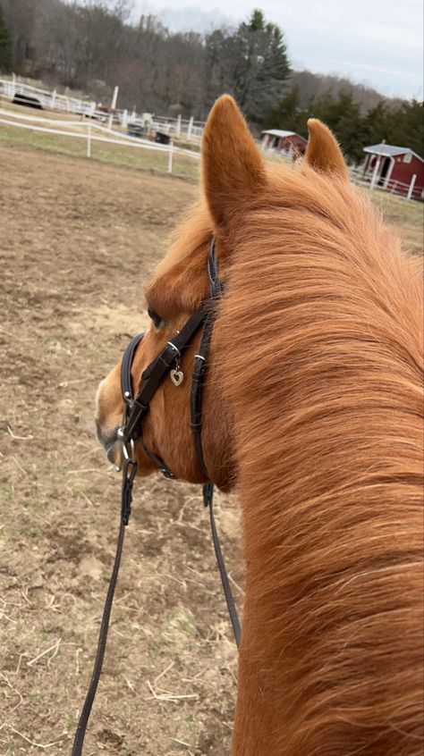 Chestnut Horse Aesthetic, Mango Ideas, Chestnut Horses, Equestrian Aesthetic, Horse Aesthetic, Equestrian Lifestyle, Chestnut Horse, Horse Equestrian, Equestrian Life