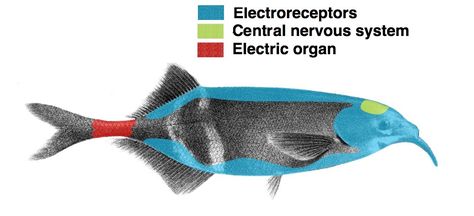 Location of electroreceptors on an elephantnose fish (family Mormyridae) Sea Stuff, Fish Tank Ideas, Central Nervous System, Background Noise, World Building, Under Water, Nervous System, Kids Activities, Fish Tank