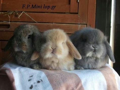 Honey bunnies Cute Bunny Pictures, Holland Lop, Fluffy Bunny, Bunny Pictures, Pet Bunny, Cute Animal Photos, Baby Bunnies, Cute Animal Pictures