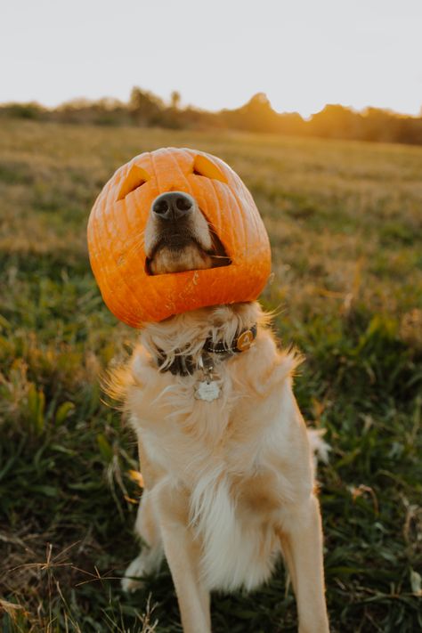 Trick Or Treating, A Dog, Pumpkins, Halloween, On Instagram, Instagram