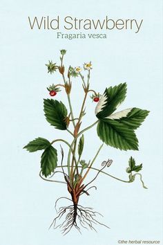 wild strawberry Fragaria vesca Drink tea of wild strawberry leaves to help combat diarrhea. I have used this and it works Strawberry Benefits, Fragaria Vesca, Medicine Garden, Edible Weeds, Strawberry Leaves, Fruits And Flowers, Herbal Plants, Wild Strawberry, Growing Strawberries