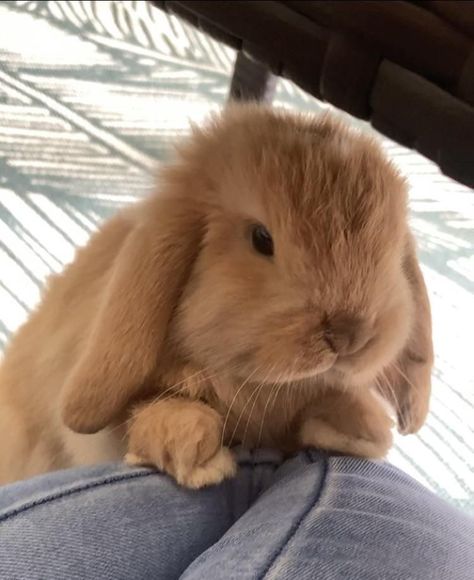 Funny Bunny Videos, Cute Fluffy Dogs, Pet Bunny Rabbits, Bunny Care, Cute Bunny Pictures, Holland Lop, Animals Photos, Farm Baby