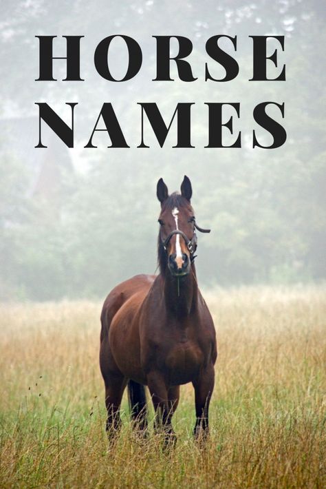 Horses are one of the most majestic creatures to ever run on this planet, and they deserve a name as magnificent as they are! Best Horse Names, متحف فني, Barrel Racing Horses, Ancient Animals, Horse Names, All About Horses, Horse Quotes, Funny Horse, Horse Stables