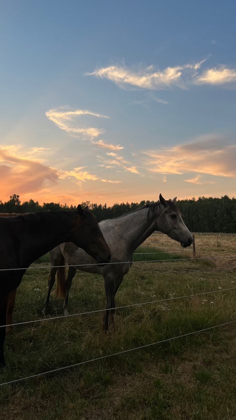 Horse In Sunset, Horse Wallpaper Aesthetic, Background Clouds, Horse Sunset, Horse Paddock, Riding Tips, Horse Drawn Wagon, Equestrian Aesthetic, Horse Riding Tips