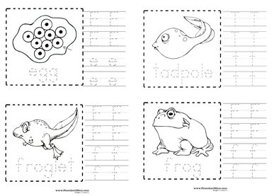 Frogs Preschool, Dinosaur Worksheets, Cycle Stages, Life Cycle Of A Frog, Leopard Frog, Frog Eggs, Printables Preschool, Animal Studies, Preschool Mom