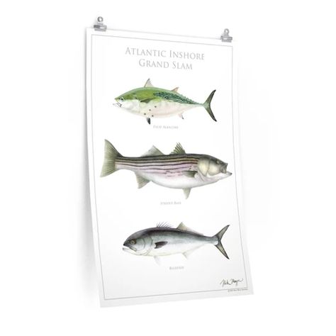 Posters – Nick Mayer Art Fish Posters, Brook Trout, Art Fish, Striped Bass, Grand Slam, High Five, Art Paper, New England, Fine Art Paper