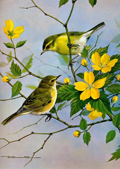 SymphonyForLove: Inspiring Birds quotes /beautiful Birds painting ... Animals Painting, Suits Punjabi, Realistic Oil Painting, Flying Birds, Kurti Design, Iphone Backgrounds, Fabric Prints, 수채화 그림, Two Birds