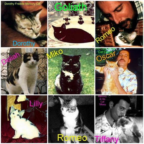 I Made This Picture Collage Of Freddy Mercurys Beloved Cats Freddie Mercury Cats Names, Freddie Mercury's Cats, Freddie Mercury Last Photo, Fred Mercury, Queen Humor, Garden Lodge, Princes Of The Universe, Queen Drawing, Silly Bands