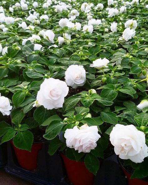 Double Impatiens Bonita White Impatient Flowers, Double Impatiens, Plantas Exterior, Beautiful White Flowers, Cut Flower Garden, Indoor Flowers, Landscape Plans, White Garden, Flower Food