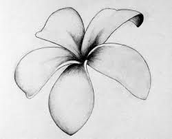 Flower Drawing Hawaiian, Hawaii Flower Drawing Simple, Hawian Flowers Tattoo Design, Frangipani Drawing Sketches, Fragapani Flower Tattoo, Frangipani Tattoo, Plumeria Tattoo, Hawaiian Flower Tattoos, Maori Tattoo Designs