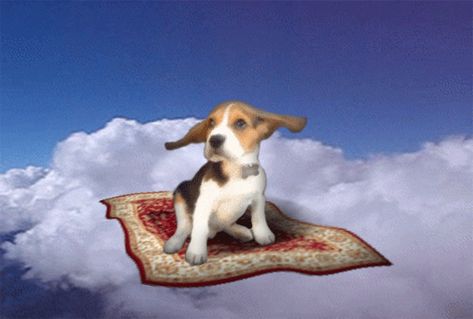 Wouldn't it be great to have a magic carpet where we could just fly over houses! Description from forums.moneysavingexpert.com. I searched for this on bing.com/images Dog Magic, Dog Animated, Dog Flying, Pocket Beagle, Arte Gif, Flying Dog, Dog Animation, What Kind Of Dog, Flying Carpet