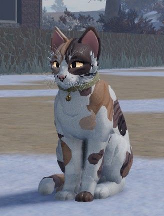 Wcue Morph Calico, Wcue Morph Base, Calico Morph Wcue, Wcue Morph Dog, Wcue Morph Ideas Without Gamepasses, Wcue Morph Ideas Shorthair No Gp, Wcue Morphs Shorthair, Wcue Morph Ideas Calico, Simple Wcue Morphs