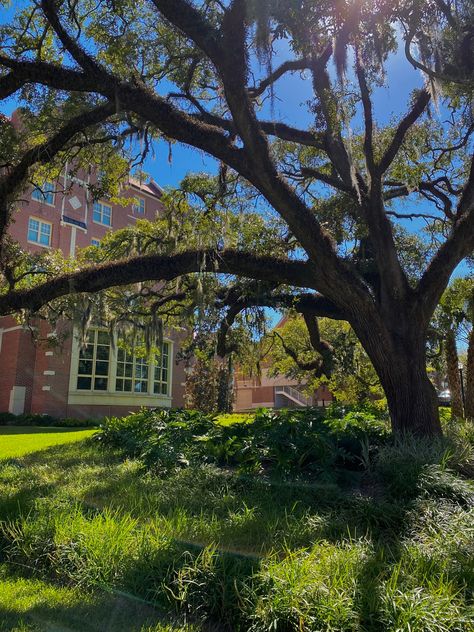 Unt Aesthetic, Fsu College Aesthetic, Florida College Aesthetic, Florida State University Aesthetic, Uf Aesthetic, Fsu Aesthetic, Fsu Vs Uf, Fsu Campus, Nature Academia