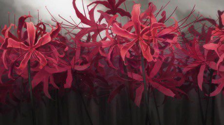 Hamza on Twitter: "You know something tragic and depressing is going to happen when this flower shows up in an Anime… " Anime Flower, Lily Wallpaper, Red Spider Lily, Spider Lily, Hell Girl, Red Lily, Flowers Gif, Banner Gif, Aesthetic Gif