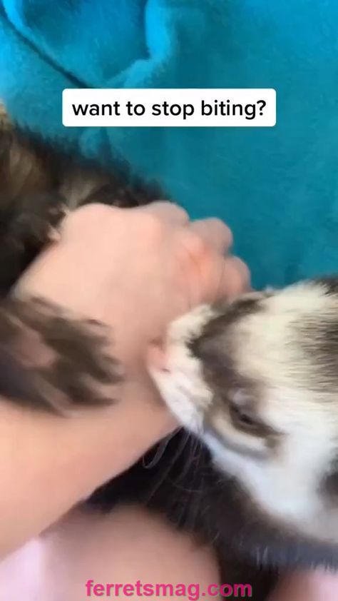 Ferret Care, Ferrets Care, Baby Ferrets, Funny Ferrets, Ferret Cage, A Ferret, Pet Ferret, Cute Ferrets, Pretty Animals