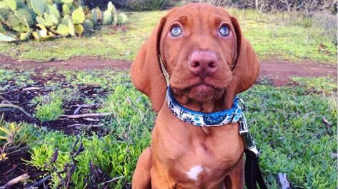 13 Things You Might Not Know About Vizslas Cute Puppy Photos, Pom Dog, Labrador Art, Vizsla Dogs, Cute Puppy Pictures, Vizsla Puppies, Yorkie Dogs, Dog Funny, Dog People