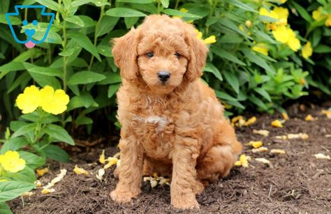 Meet Oliver a super cute Mini Goldendoodle. He is social, well loved and is such a sweet pup. He comes with lots of love and attention. This adorable fella is vet checked, vaccinated, wormed, plus comes with a 1 year genetic health guarantee provided by the breeder. His momma is a Mini Goldendoodle (Buttercup - 23lbs.) & daddy is a Mini Poodle (Jason - 13lbs.). He is being raised with children that play with him all the time. For more information or to schedule a visit with him, please contact the breeder.
<ul>
 	<li><em><strong>Mothers License # 32913</strong></em></li>
</ul> Goldendoodles For Sale, Mini Goldendoodle Puppy, Mini Poodle, Mini Goldendoodle Puppies, Puppy Find, Goldendoodle Puppy For Sale, Puppies Tips, Hypoallergenic Dogs, Mini Poodles