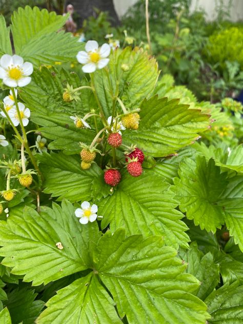 bothell, washington 06/19/22 #strawberry #strawberryplant #strawberryblossoms #ediblegarden #gardenideas Bothell Washington, Strawberry Bush, Strawberry Plant, Strawberry Plants, Edible Garden, Top View, Strawberries, Washington, Blossom