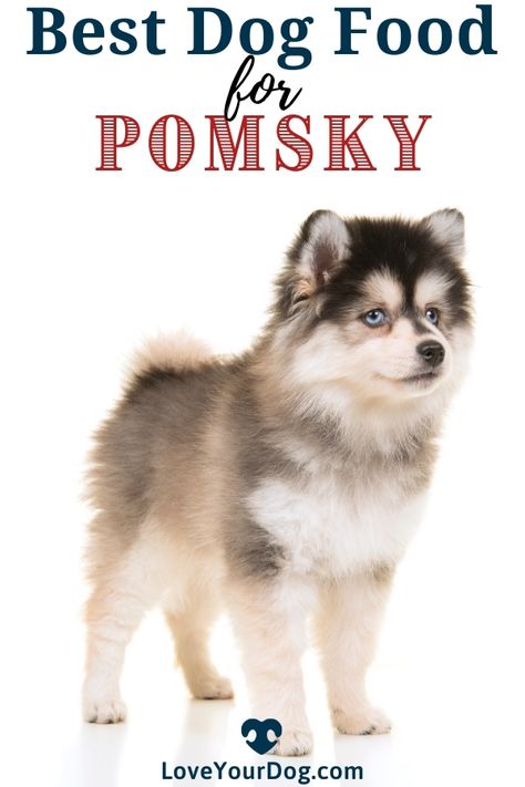 Pomsky Grooming Styles, Pomsky Puppy, Pomsky Dog, Siberian Husky Mix, Pomsky Puppies, Pomeranian Mix, Dog Foods, Grooming Style, Dog Nutrition