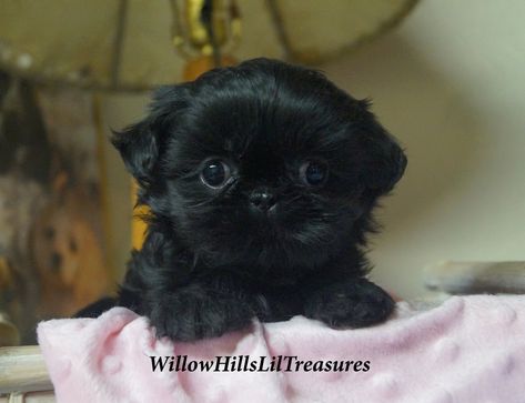 Available Puppies - WILLOW HILLS LIL TREASURES Imperial Shitzu Puppies, Black Shitzu, Baby Shih Tzu, Dog Recall, Black Shih Tzu, Imperial Shih Tzu, Shitzu Puppies, Shih Tzu Puppies, Really Cute Puppies