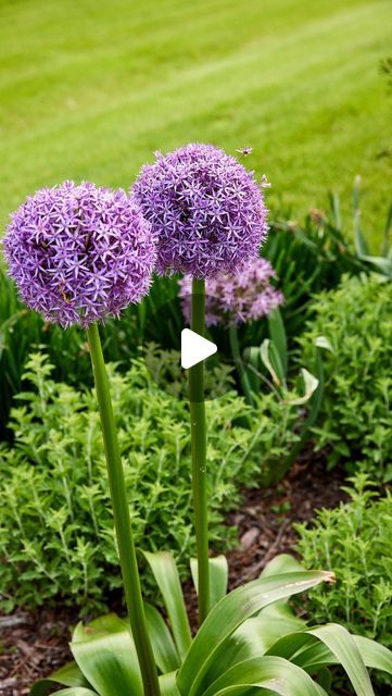 Allium Globemaster Landscape Design, Gladiator Allium Garden, Allium Companion Plants, Alium Flower Border, Allium Flowers Landscaping, Allium Gladiator, Kaleb Wyse, Allium Globemaster, Allium Garden