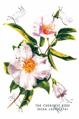 cherokee rose - Google Search Cherokee Rose Tattoo, Cherokee Tattoos, Plants Drawings, Cherokee Rose, Roses Plants, Native American Tattoos, Acrylic Painting Inspiration, Trail Of Tears, Rose Illustration